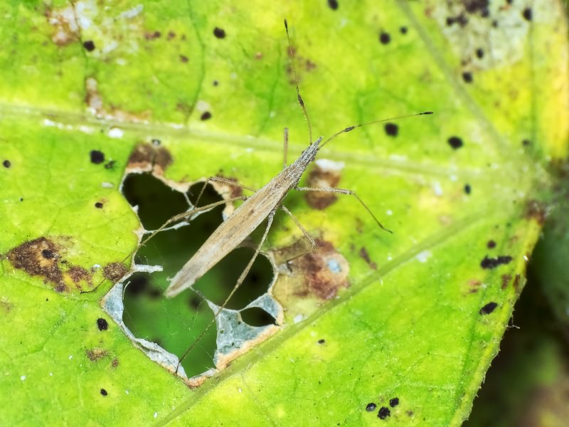 Berytinus (Berytinus) hirticornis (Brullé, 1835)